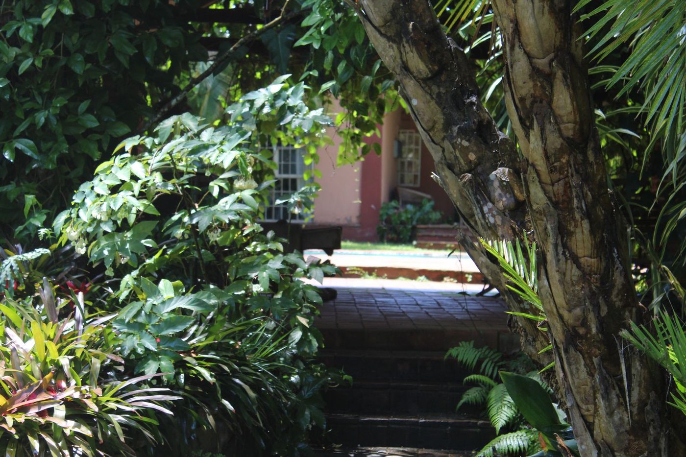 Indigenous Forest Trails at The Thyolo House on the Conforzi Tea Estate